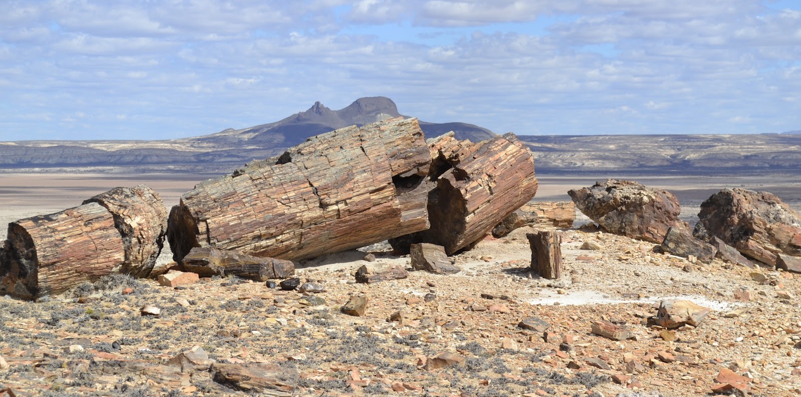 Bosque Petrificado La Leona