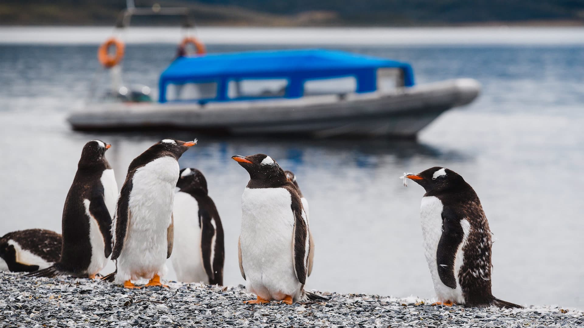 Caminata con Pingüinos en Isla Martillo